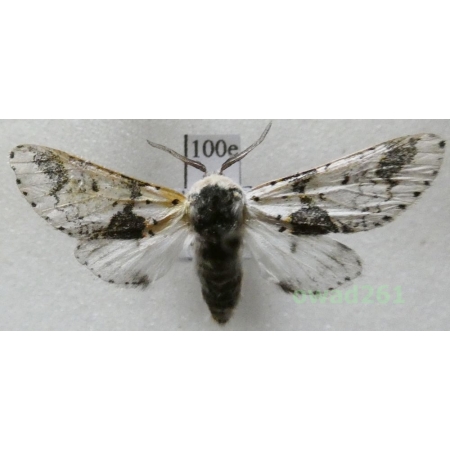 Furcula bicuspis (Borkhausen, 1790) male Poland100e